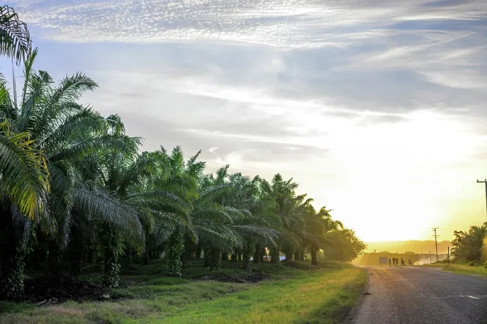 Framed Print : Oil palm (Elaeis guineensis) plantation fringing the Boluminski Highway, northern New Ireland, Papua New Guinea. December, 2023 Framed Print : Oil palm (Elaeis guineensis) plantation fringing the Boluminski Highway, northern New Ireland, Papua New Guinea. December, 2023