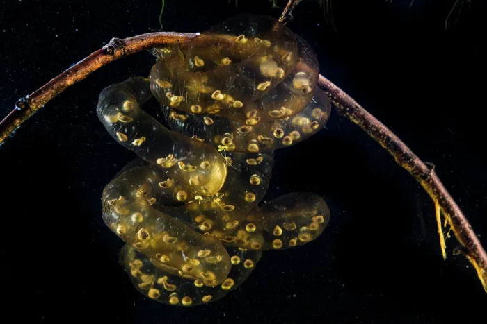 Framed Print : Oita salamander (Hynobius dunni) egg mass with developing embryos attached to stick. Captive Framed Print : Oita salamander (Hynobius dunni) egg mass with developing embryos attached to stick. Captive