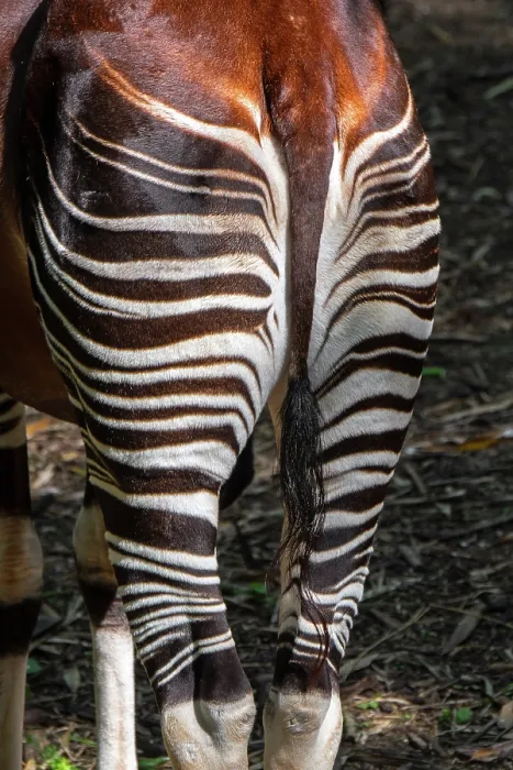 Framed Print : Okapi (Okapia johnstoni) rear view portrait. Captive, occurs in central Africa Framed Print : Okapi (Okapia johnstoni) rear view portrait. Captive, occurs in central Africa