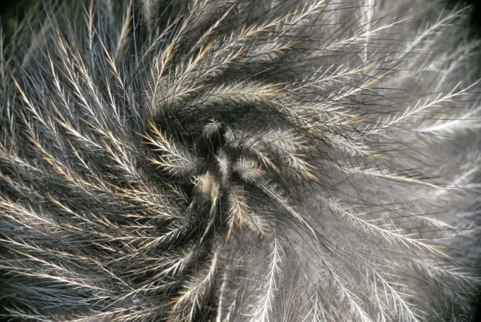 Framed Print : Okarito Brown Kiwi (Apteryx rowi) feather detail resembling mammalian hair. Okarito Forest Framed Print : Okarito Brown Kiwi (Apteryx rowi) feather detail resembling mammalian hair. Okarito Forest
