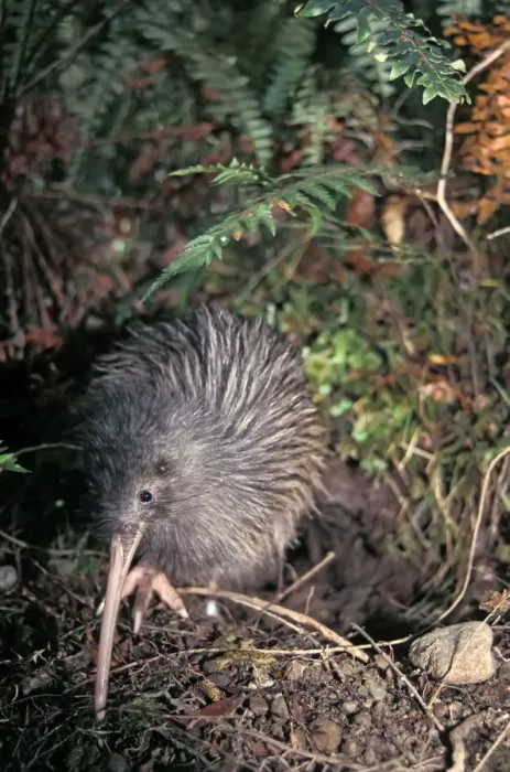 Framed Print : Okarito Brown Kiwi (Apteryx rowi) male known as Scooter patrolling his territory Framed Print : Okarito Brown Kiwi (Apteryx rowi) male known as Scooter patrolling his territory
