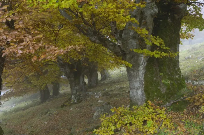 Framed Print : Old beech trees (Fagus sp) in autumn, Piatra Craiului NP, Transylvania, Southern Framed Print : Old beech trees (Fagus sp) in autumn, Piatra Craiului NP, Transylvania, Southern