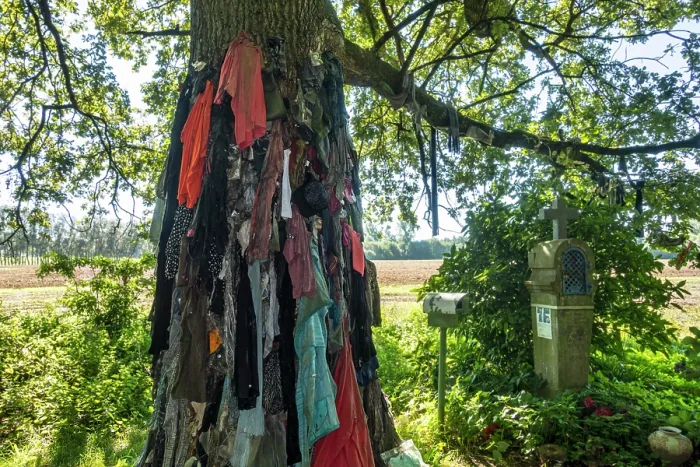Framed Print : Old clothes hanging from the Chene a clous / nail tree of Herchies, a healing oak for curing skin diseases, near Jurbise, Hainaut, Wallonia, Belgium. September, 2023 Framed Print : Old clothes hanging from the Chene a clous / nail tree of Herchies, a healing oak for curing skin diseases, near Jurbise, Hainaut, Wallonia, Belgium. September, 2023