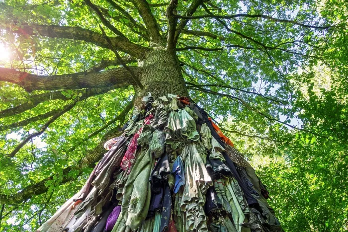 Framed Print : Old clothes hanging from the Chene a clous / nail tree of Herchies, a healing oak for curing skin diseases, near Jurbise, Hainaut, Wallonia, Belgium. September, 2023 Framed Print : Old clothes hanging from the Chene a clous / nail tree of Herchies, a healing oak for curing skin diseases, near Jurbise, Hainaut, Wallonia, Belgium. September, 2023