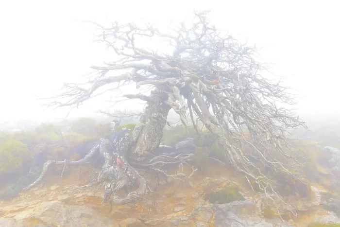 Framed Print : Old, dead Spanish fir (Abies pinsapo) tree shrouded in dense fog, Sierra de Las Nieves National Park, Malaga, Spain. March Framed Print : Old, dead Spanish fir (Abies pinsapo) tree shrouded in dense fog, Sierra de Las Nieves National Park, Malaga, Spain. March