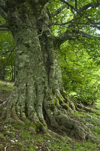 Old European beech trees (Fagus sylvatica) Pollino National Park, Basilicata, Italy