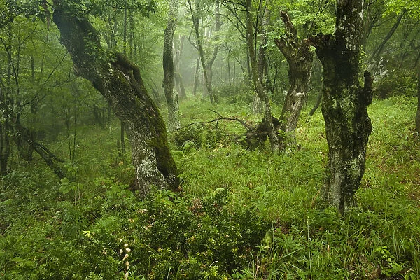 Old growth Lime (Tilia sp) forest, Djerdap National Park, Serbia, June 2009