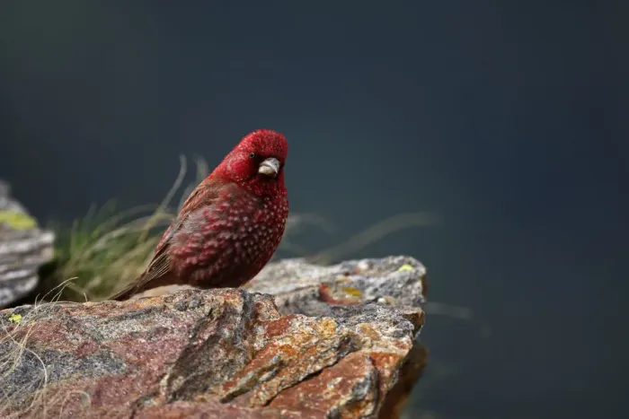 Framed Print : Old male Great rosefinch (Carpodacus rubicilla) on rock, Mount Cheget, Caucasus, Russia Framed Print : Old male Great rosefinch (Carpodacus rubicilla) on rock, Mount Cheget, Caucasus, Russia