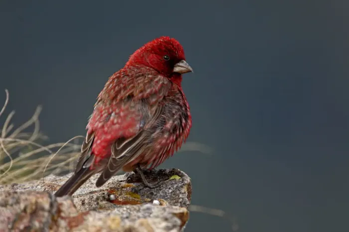 Framed Print : Old male Great rosefinch (Carpodacus rubicilla) on rock, Mount Cheget, Caucasus, Russia Framed Print : Old male Great rosefinch (Carpodacus rubicilla) on rock, Mount Cheget, Caucasus, Russia