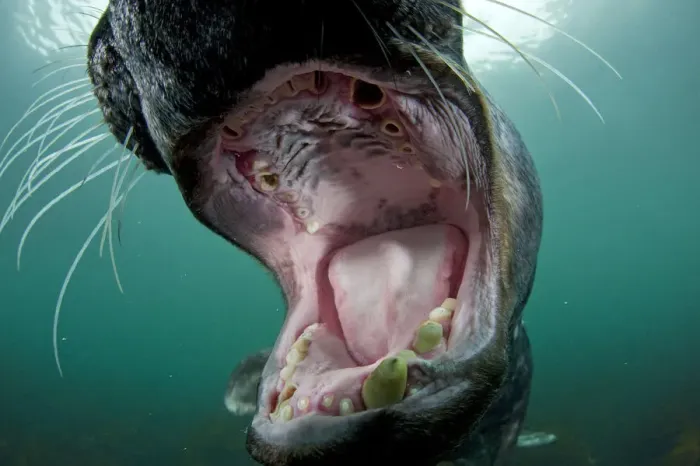 Framed Print : Old male Grey seal (Halichoerus grypus) with mouth wide open showing worn teeth, Lundy Island Framed Print : Old male Grey seal (Halichoerus grypus) with mouth wide open showing worn teeth, Lundy Island
