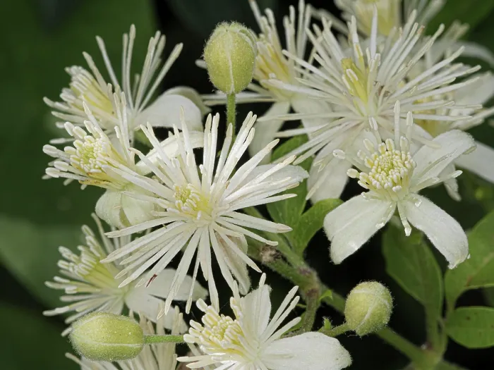 Framed Print : Old man's beard (Clematis vitalba) in flower, Podere Montecucco, Orvieto, Umbria, Italy. September Framed Print : Old man's beard (Clematis vitalba) in flower, Podere Montecucco, Orvieto, Umbria, Italy. September