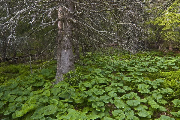 Old Norway spruce (Picea abies) tree with Butterbur (Petasites albus) growing beneath it