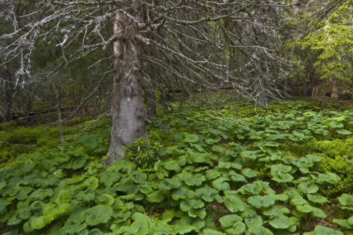 Framed Print : Old Norway spruce (Picea abies) tree with Butterbur (Petasites albus) growing beneath it