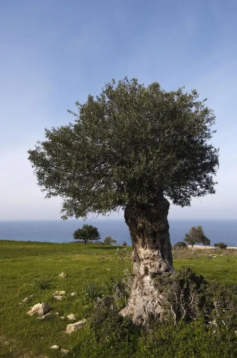Framed Print : An old Olive tree (Olea europaea) Akamas Peninsula, Cyprus, May 2009 Framed Print : An old Olive tree (Olea europaea) Akamas Peninsula, Cyprus, May 2009