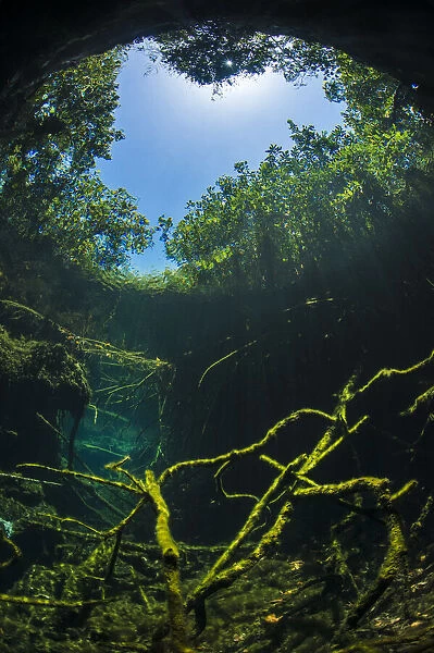 Old tree branches on the floor of Cenote pool, beneath the forest canopy with Snell