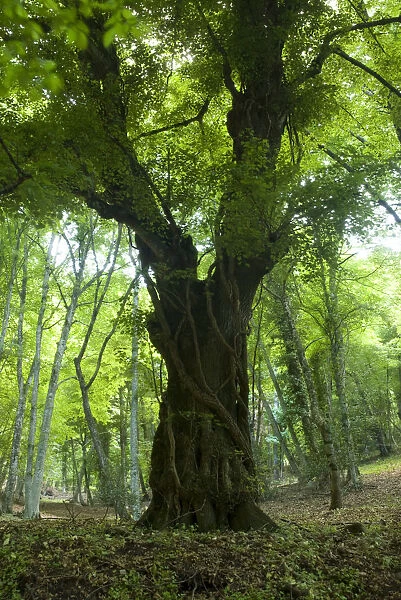 Old tree, Foresta Umbra, Gargano National Park, Gargano Peninsula, Apulia, Italy