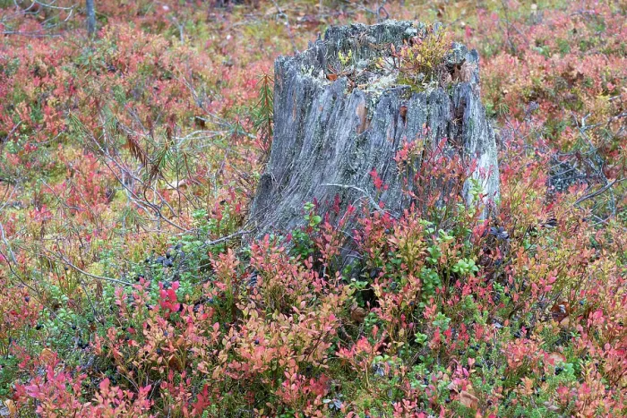Framed Print : Old tree stump in old-growth pine forest, Muddus National Park, Laponia UNESCO World Heritage Site, Norrbotten, Lapland, Sweden September 2020 Framed Print : Old tree stump in old-growth pine forest, Muddus National Park, Laponia UNESCO World Heritage Site, Norrbotten, Lapland, Sweden September 2020