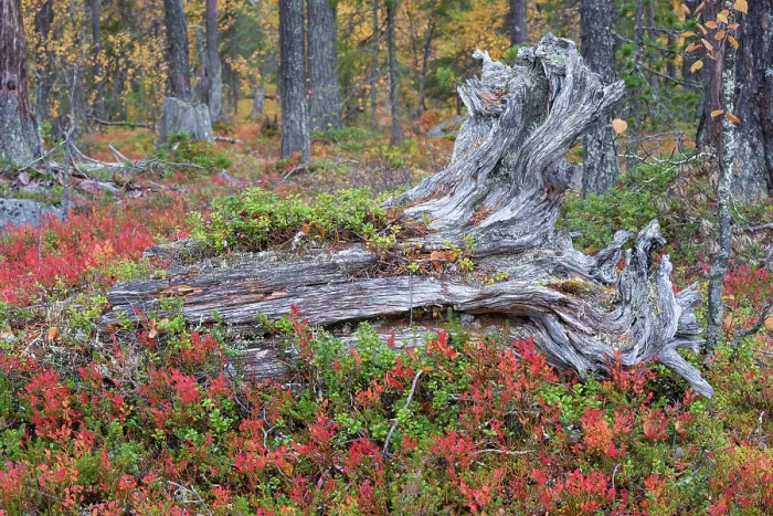 Framed Print : Old tree stumps in old-growth pine forest, Muddus National Park, Laponia UNESCO World Heritage Site, Norrbotten, Lapland, Sweden September 2020