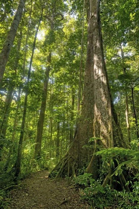 Framed Print : Old trees in the Syndicate Forest National Park, Dominica, Eastern Caribbean