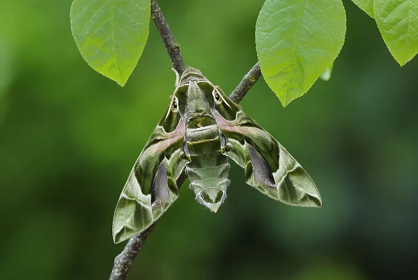 Oleander Hawkmoth (Daphnis nerii) resting, Southern Sicily, Italy