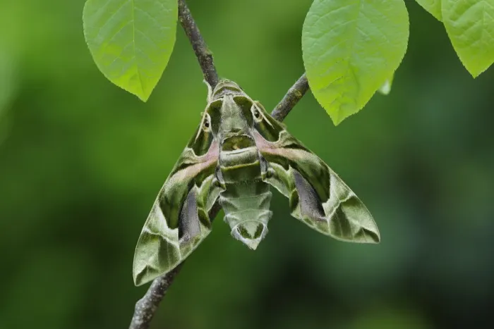 Framed Print : Oleander Hawkmoth (Daphnis nerii) resting, Southern Sicily, Italy Framed Print : Oleander Hawkmoth (Daphnis nerii) resting, Southern Sicily, Italy