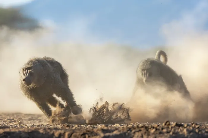 Framed Print : Olive baboon (Papio anubis) chasing another Olive baboon, creating a dust cloud, Shompole, Kenya Framed Print : Olive baboon (Papio anubis) chasing another Olive baboon, creating a dust cloud, Shompole, Kenya