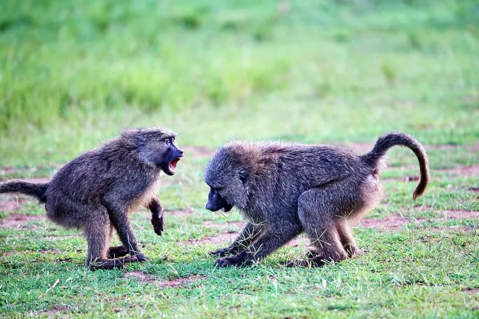 Framed Print : Two Olive baboon (Papio anubis) juveniles play fighting, Akagera National Park, Rwanda Framed Print : Two Olive baboon (Papio anubis) juveniles play fighting, Akagera National Park, Rwanda