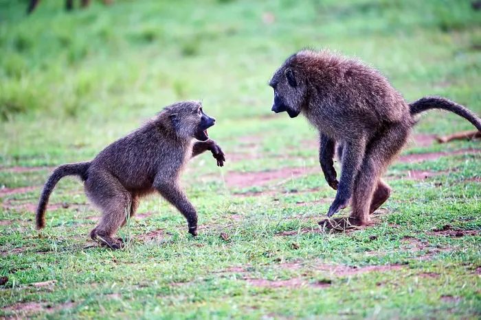 Framed Print : Two Olive baboon (Papio anubis) juveniles play fighting, Akagera National Park, Rwanda Framed Print : Two Olive baboon (Papio anubis) juveniles play fighting, Akagera National Park, Rwanda