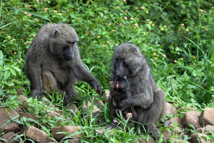 Framed Print : Olive baboon (Papio anubis) pair, playing with infant, Uganda Framed Print : Olive baboon (Papio anubis) pair, playing with infant, Uganda