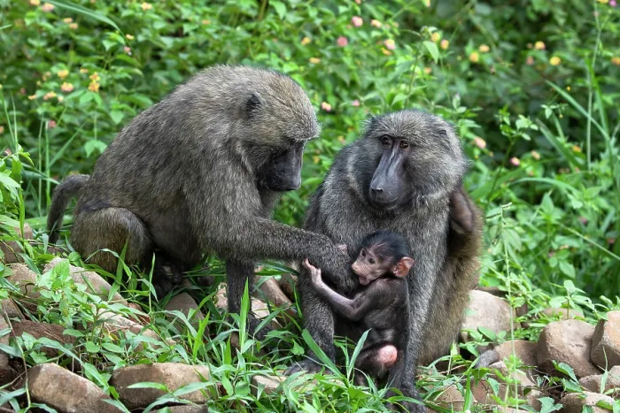 Framed Print : Olive baboon (Papio anubis) pair, playing with infant, Uganda Framed Print : Olive baboon (Papio anubis) pair, playing with infant, Uganda