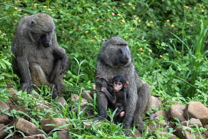 Framed Print : Olive baboon (Papio anubis) pair, with infant, Uganda Framed Print : Olive baboon (Papio anubis) pair, with infant, Uganda