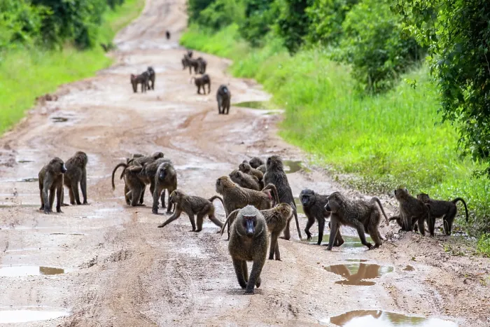 Framed Print : Olive baboon (Papio anubis) troop walking along dirt road, Queen Elizabeth National Park, Uganda Framed Print : Olive baboon (Papio anubis) troop walking along dirt road, Queen Elizabeth National Park, Uganda