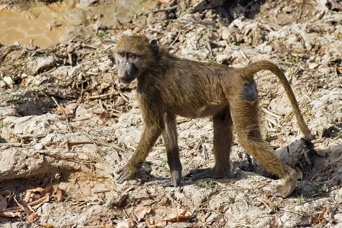 Framed Print : Olive baboon (Papio anubis) walking over dry ground, Pendjari National Park, Benin