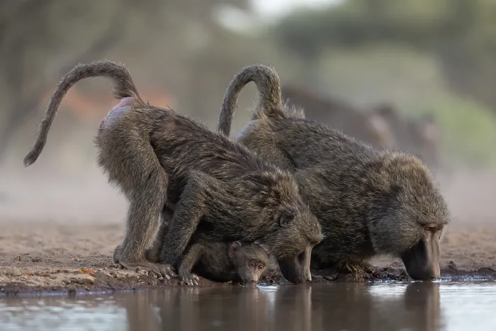 Framed Print : Olive baboons (Papio anubis) drinking at waterhole, Shompole, Kenya Framed Print : Olive baboons (Papio anubis) drinking at waterhole, Shompole, Kenya