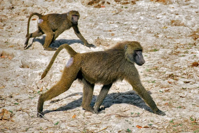 Framed Print : Two Olive baboons (Papio anubis) walking over dry ground, Pendjari National Park, Benin Framed Print : Two Olive baboons (Papio anubis) walking over dry ground, Pendjari National Park, Benin