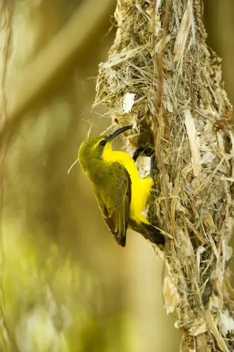 Framed Print : Olive-backed sunbird (Nectarinia jugularis) female returning to her nest with nesting material Framed Print : Olive-backed sunbird (Nectarinia jugularis) female returning to her nest with nesting material