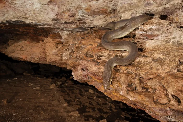 Framed Print : Olive python (Liasis olivaceus) sub-adult, lurking at entrance to cave outside a Ghost bat (Macroderma gigas) roost, Adelaide River Hills, Northern Territory, Australia Framed Print : Olive python (Liasis olivaceus) sub-adult, lurking at entrance to cave outside a Ghost bat (Macroderma gigas) roost, Adelaide River Hills, Northern Territory, Australia