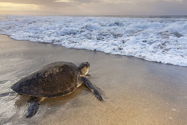 Olive ridley sea turtle (Lepidochelys olivacea) returning to sea after laying eggs on the beach