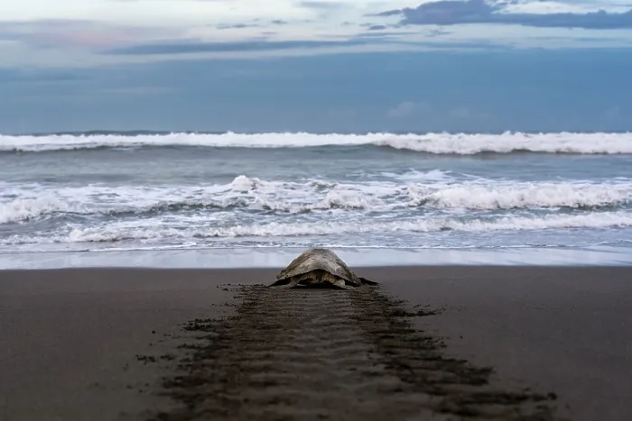 Framed Print : Olive ridley sea turtle (Lepidochelys olivacea) female, returning to ocean after laying eggs on the beach, Playa Ostional, Nicoya peninsula, Pacific coast, Costa Rica Framed Print : Olive ridley sea turtle (Lepidochelys olivacea) female, returning to ocean after laying eggs on the beach, Playa Ostional, Nicoya peninsula, Pacific coast, Costa Rica