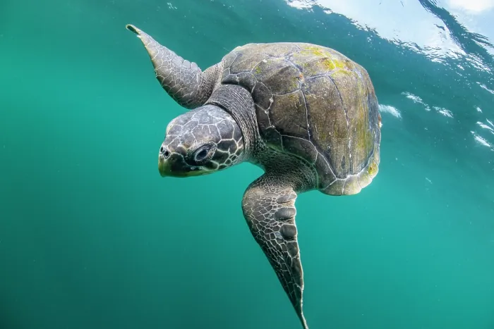 Framed Print : Olive ridley sea turtle (Lepidochelys olivacea) juvenile, swimming underwater, Kei Islands, Moluccas, Indonesia, Pacific Ocean Framed Print : Olive ridley sea turtle (Lepidochelys olivacea) juvenile, swimming underwater, Kei Islands, Moluccas, Indonesia, Pacific Ocean