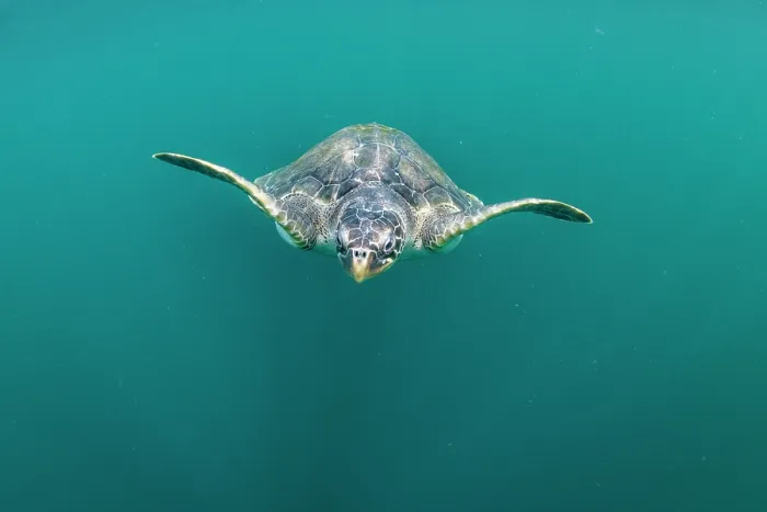 Framed Print : Olive ridley sea turtle (Lepidochelys olivacea) juvenile, swimming underwater, Kei Islands, Moluccas, Indonesia, Pacific Ocean Framed Print : Olive ridley sea turtle (Lepidochelys olivacea) juvenile, swimming underwater, Kei Islands, Moluccas, Indonesia, Pacific Ocean