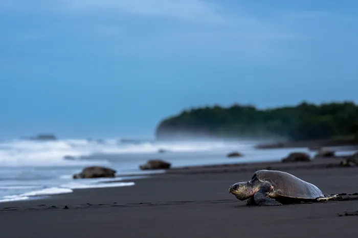 Framed Print : Olive ridley sea turtles (Lepidochelys olivacea) female, returning to ocean after laying eggs on the beach, Playa Ostional, Nicoya peninsula, Pacific coast, Costa Rica Framed Print : Olive ridley sea turtles (Lepidochelys olivacea) female, returning to ocean after laying eggs on the beach, Playa Ostional, Nicoya peninsula, Pacific coast, Costa Rica