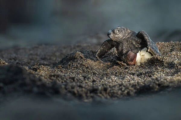 Olive ridley turtle (Lepidochelys olivacea) hatchling emerging from soft-shelled egg on beach, Oaxaca, Mexico