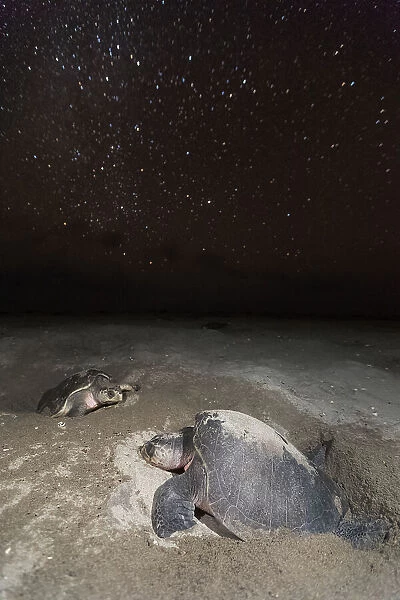 Olive ridley turtle (Lepidochelys olivacea) laying eggs in sand under starry night during arribada, mass nesting event. Pacific coast, Oaxaca state, Mexico. November