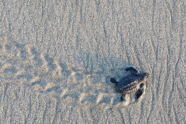 Olive ridley turtle (Lepidochelys olivacea) hatchling, newborn, walking towards Pacific Ocean during arribada, mass nesting event. Pacific coast, Oaxaca state, Mexico. November