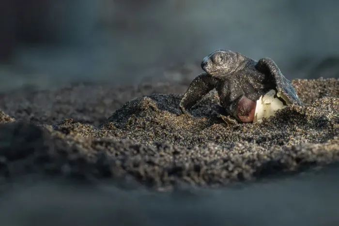 Framed Print : Olive ridley turtle (Lepidochelys olivacea) hatchling emerging from soft-shelled egg on beach, Oaxaca, Mexico