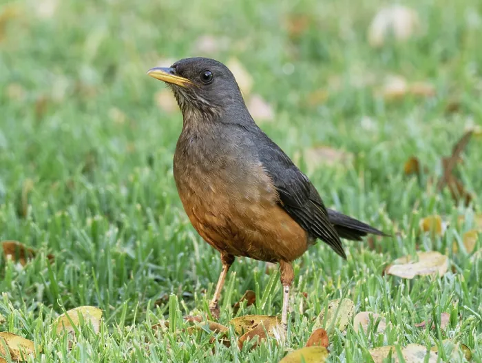 Framed Print : Olive thrush (Turdus olivaceus) hunting worms on a garden lawn. Kirstenbosch, Cape Province, South Africa Framed Print : Olive thrush (Turdus olivaceus) hunting worms on a garden lawn. Kirstenbosch, Cape Province, South Africa