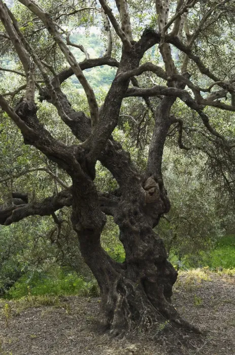 Framed Print : Olive tree (Olea europea) Kolimvaro, Crete, Greece, April 2009 Framed Print : Olive tree (Olea europea) Kolimvaro, Crete, Greece, April 2009