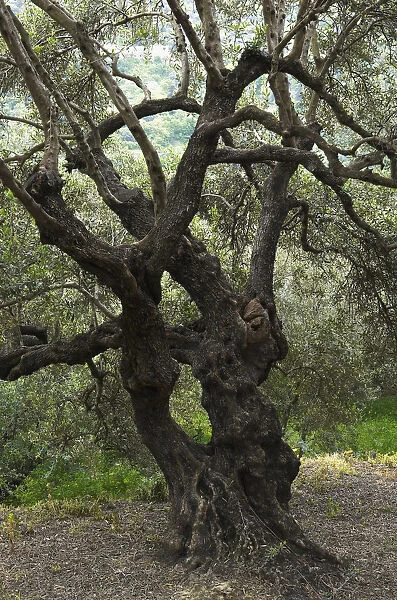 Olive tree (Olea europea) Kolimvaro, Crete, Greece, April 2009
