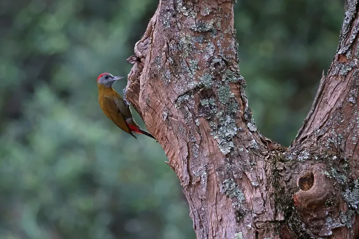 Framed Print : Olive woodpecker (Dendropicos griseocephalus) perched on side of tree trunk, Balgowan, KwaZulu Natal, South Africa Framed Print : Olive woodpecker (Dendropicos griseocephalus) perched on side of tree trunk, Balgowan, KwaZulu Natal, South Africa